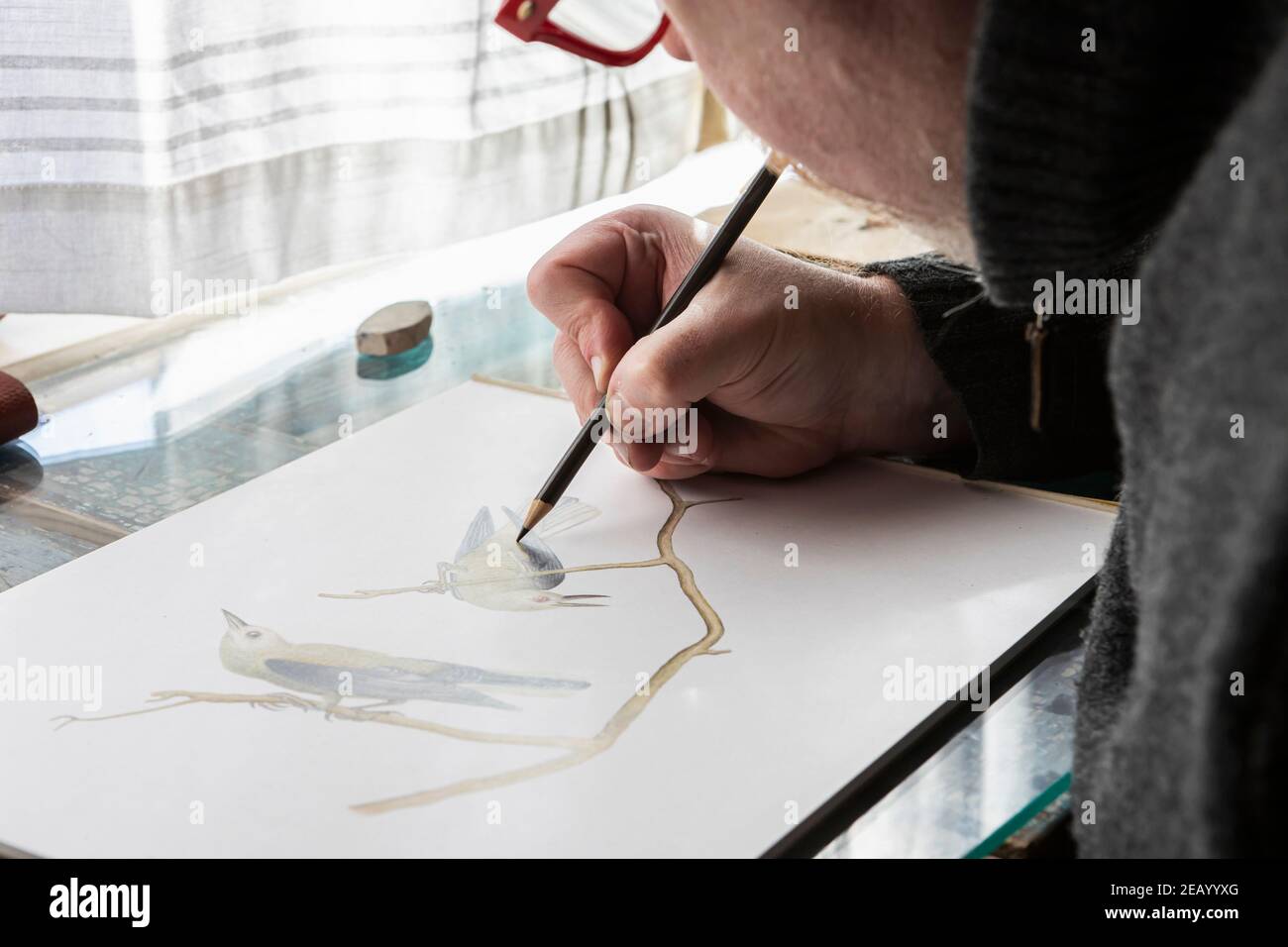 Mature artist at work drawing on paper, a wildlife study of birds. Stock Photo