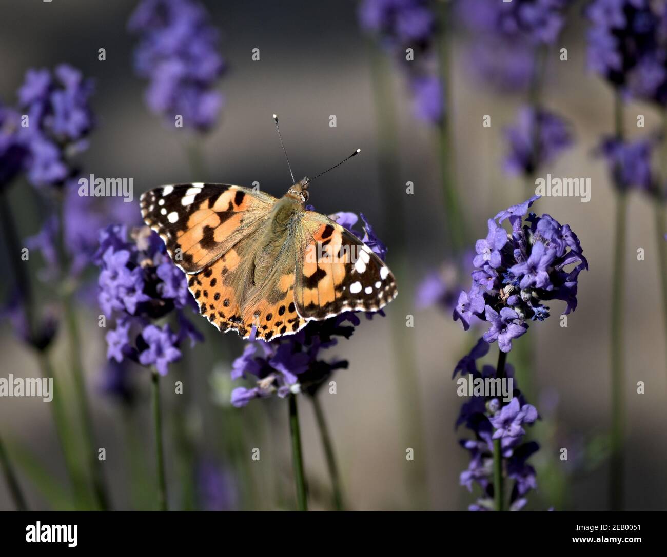 Painted Lady butterfly resting on lavender Stock Photo