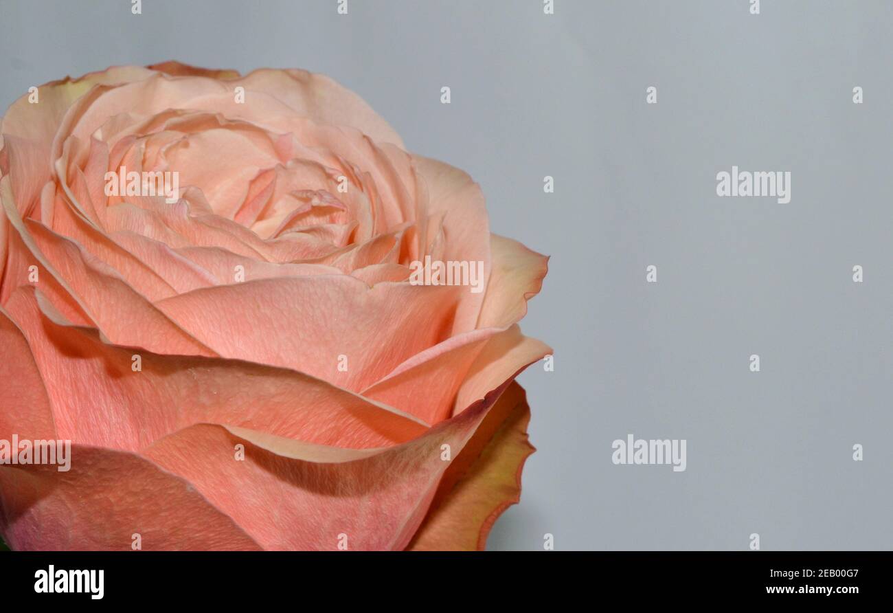 Beautiful single pink rose isolated on white background Stock Photo - Alamy