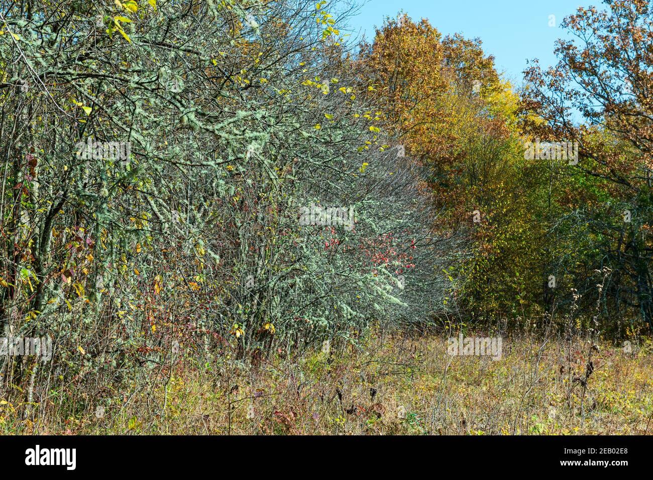 Wild trees and shrubs affected by scab disease Stock Photo