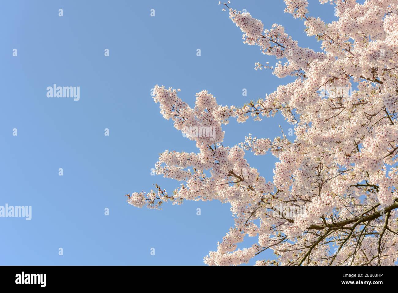 Cherry blossom against clear blue sky Stock Photo