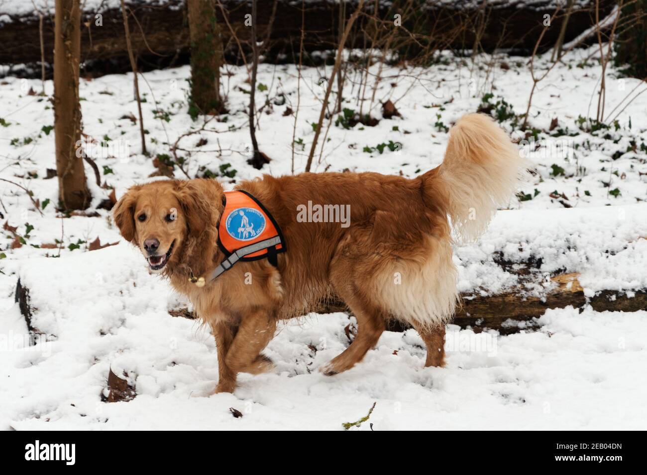 PARIS, FRANCE JANUARY 22, 2019 Guide dog (assistance dog trained to