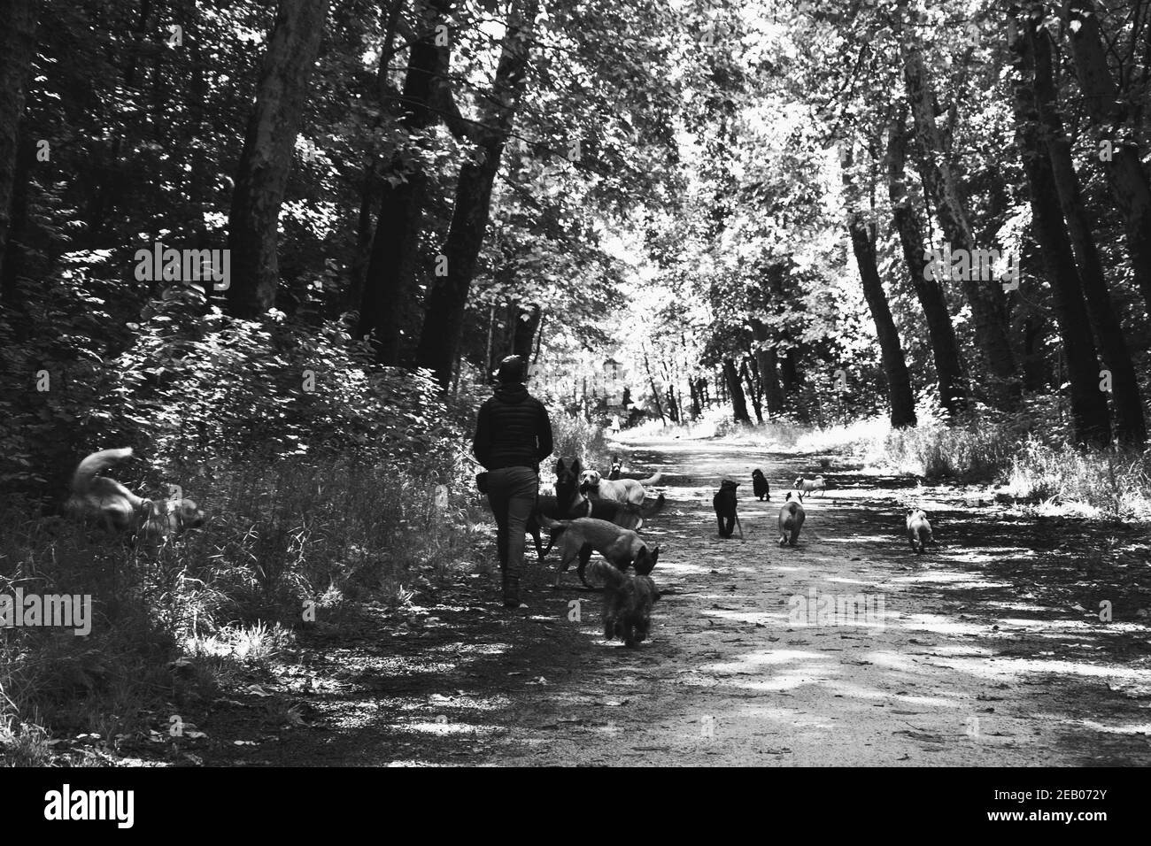 Dog walk service. Young man (unrecognizable; back view) walking out the dogs in Vincennes forest of Paris, France. Seniors often use the service of pr Stock Photo