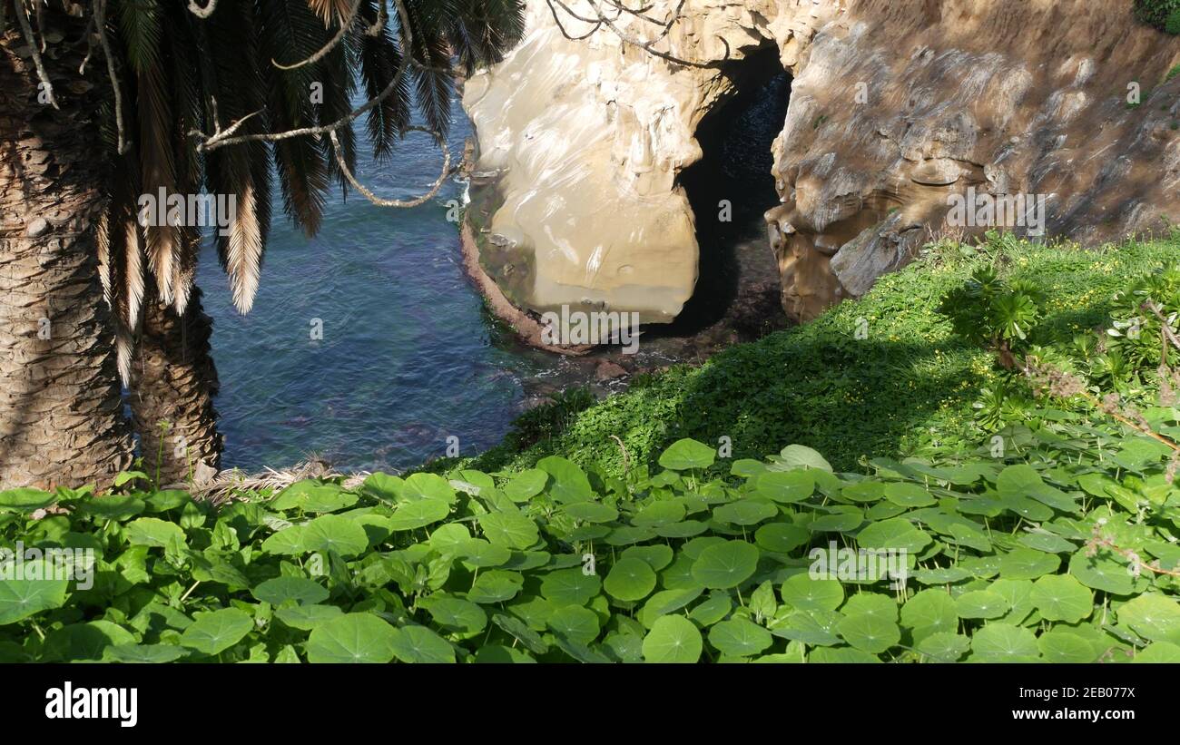 From above sea cave in La Jolla Cove. Lush foliage and sandstone grotto. Rock in pacific ocean lagoon, waves near steep cliff. Popular tourist landmar Stock Photo