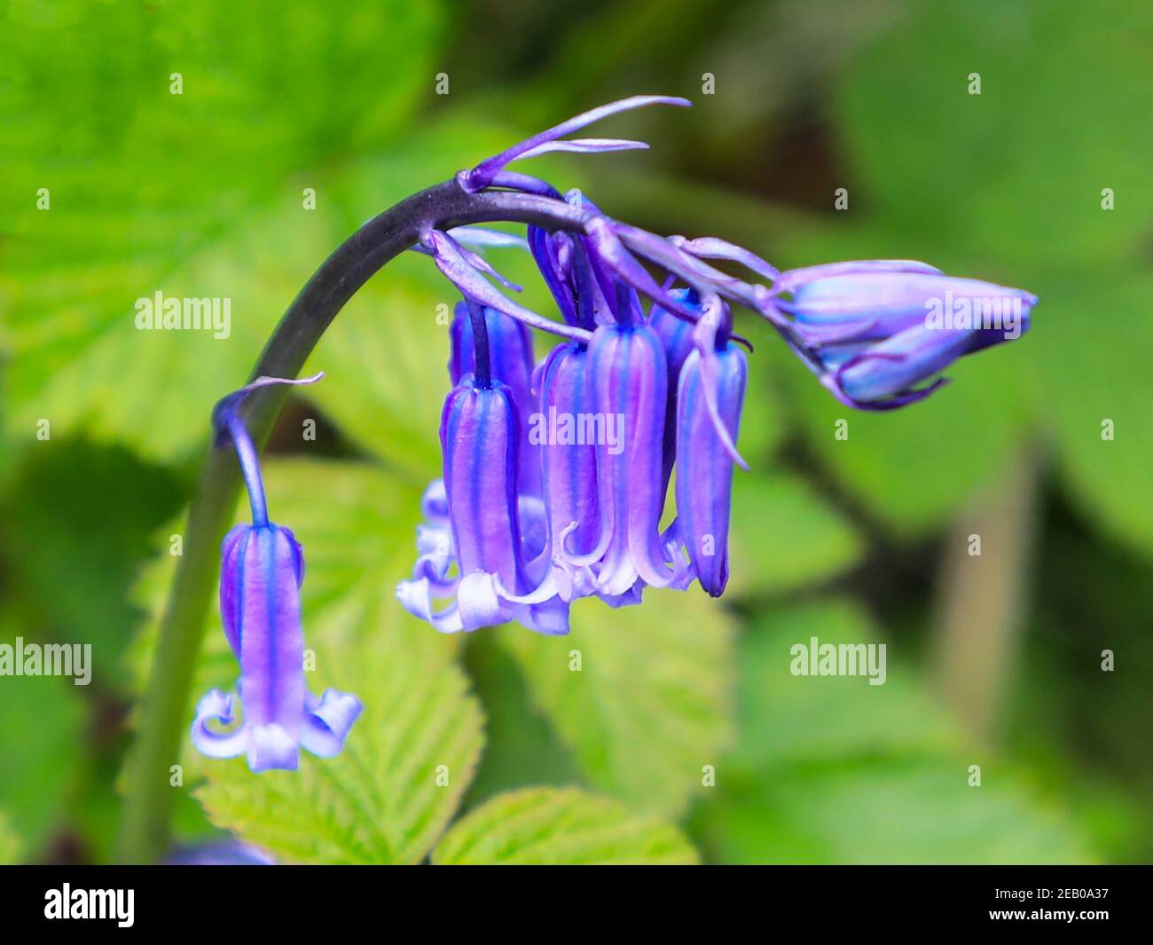 Close up of a Common Bluebell (Hyacinthoides non-scripta), England, UK Stock Photo