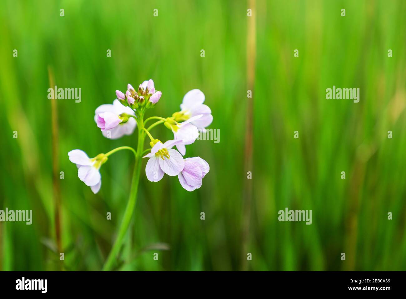 A flower head of a Lady's Smock or Cuckoo Flower, (Cardamine pratensis), Staffordshire, England, UK Stock Photo