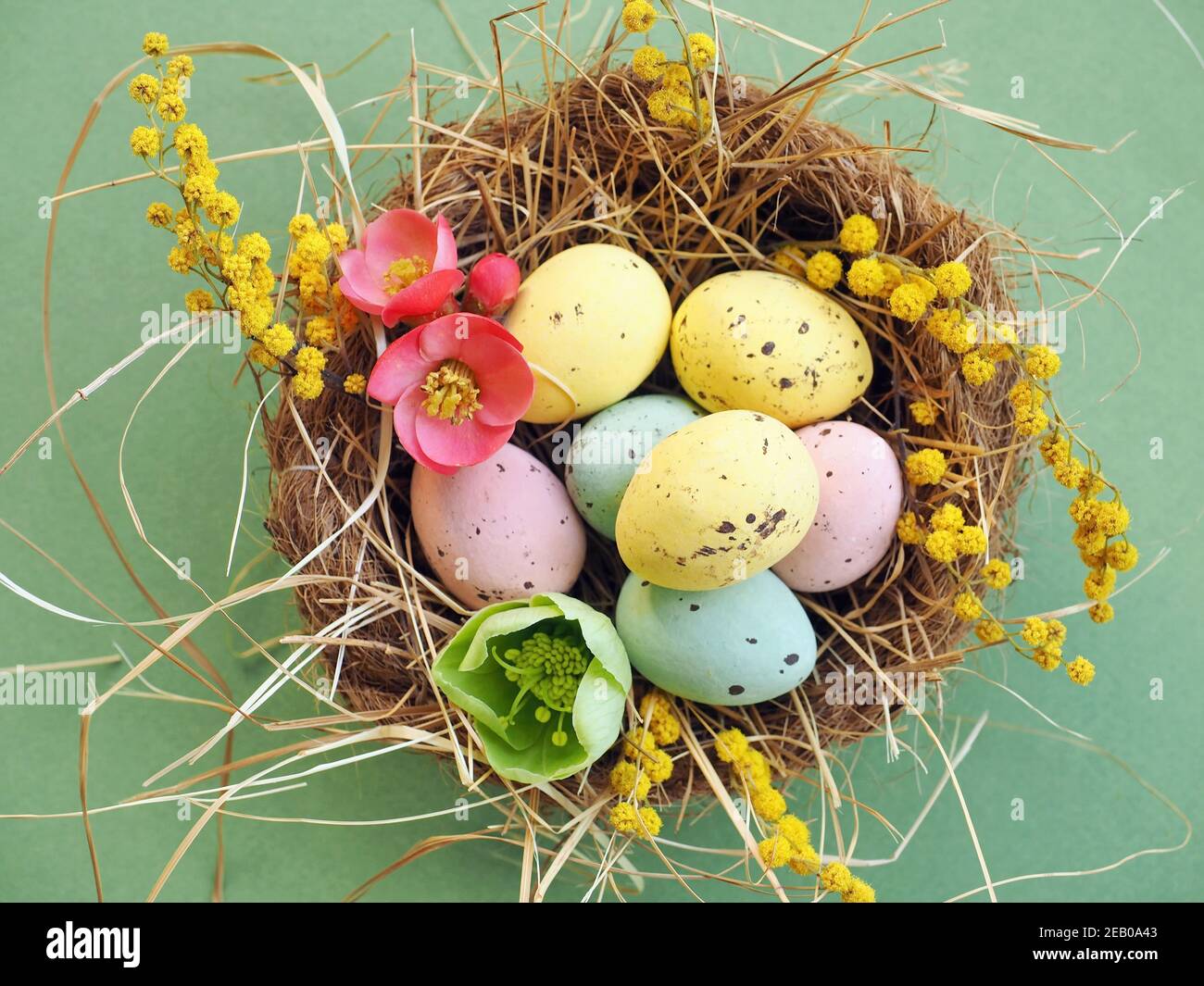 Painted Easter eggs with mimosa, pink and green spring flowers in little bird nest with hay on green background. Stock Photo