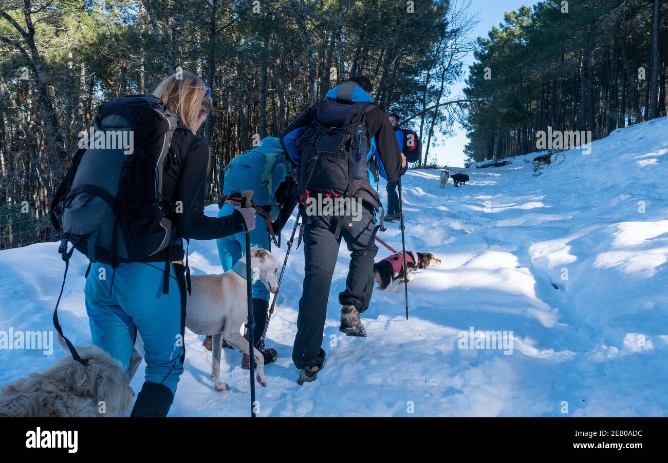 Hikers dog in snowy hi-res stock photography and images - Alamy