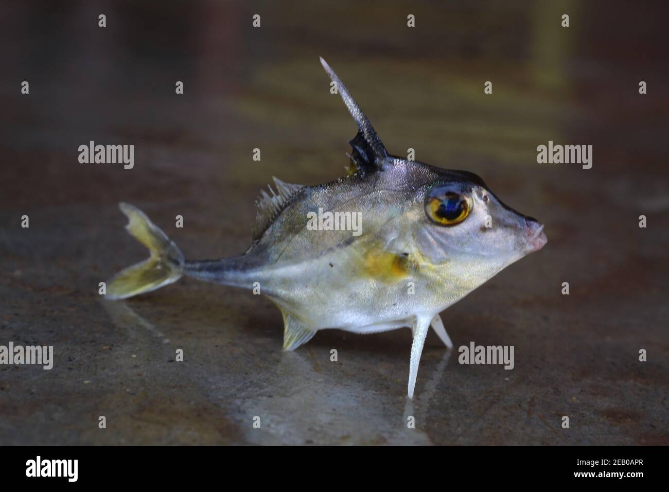 tripod fish sale in india helicopter fish Stock Photo Alamy