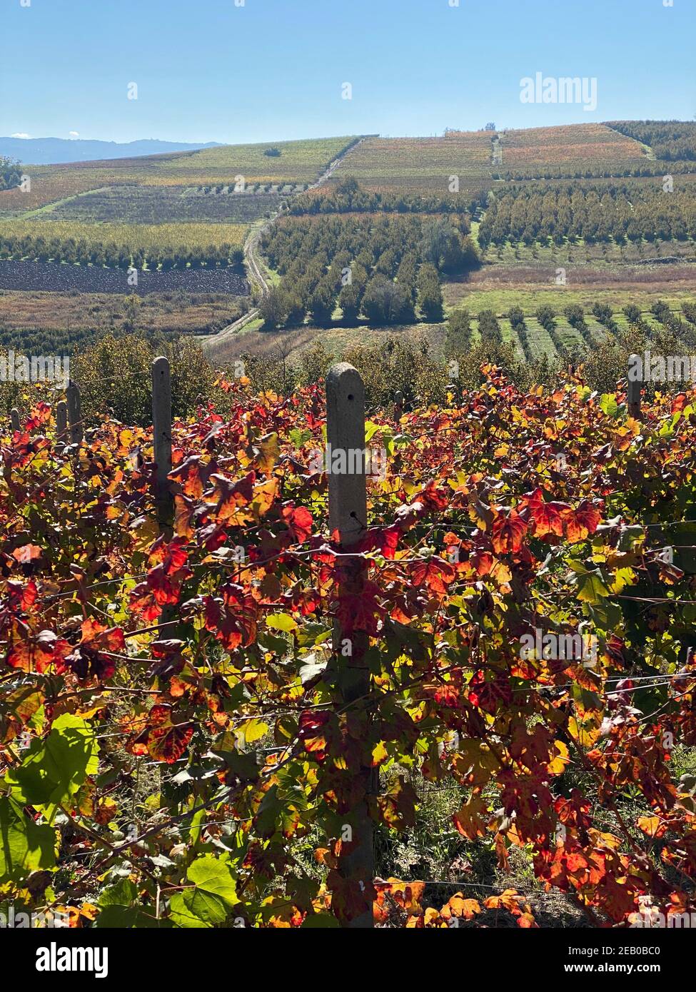 Vertical panorama of lower Piedmont vineyard in Italy Stock Photo