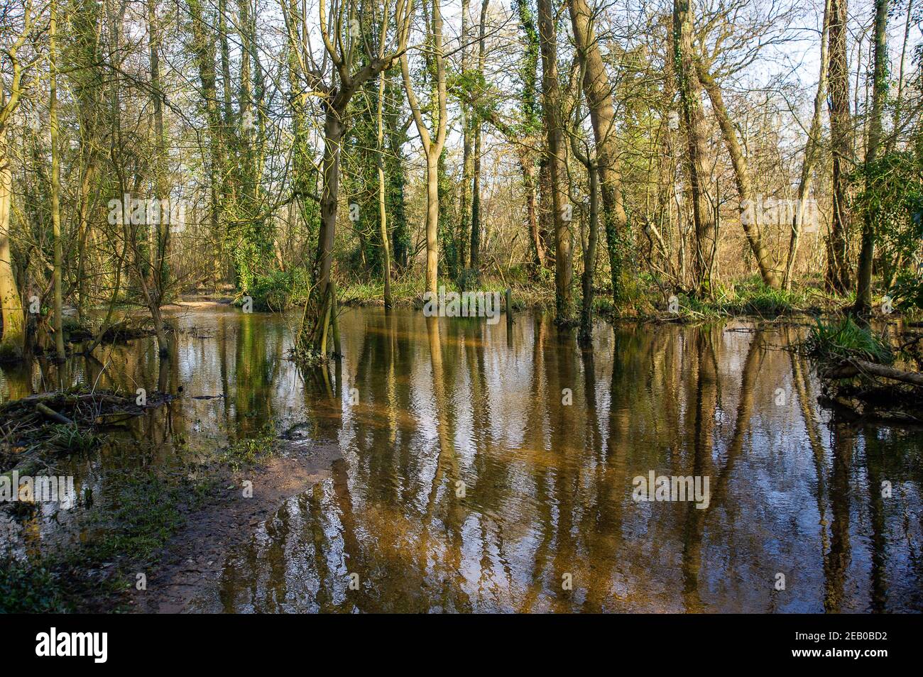 Denham, Buckinghamshire, UK. 11th February, 2021. Flooded public footpaths in  Denham Country Park. Following recent heavy rainfall the River Colne in Denham Country Park has burst its banks. Due to sustained freezing temperatures, both patches of snow and flooding remain in parts of the park. Credit: Maureen McLean/Alamy Live News Stock Photo