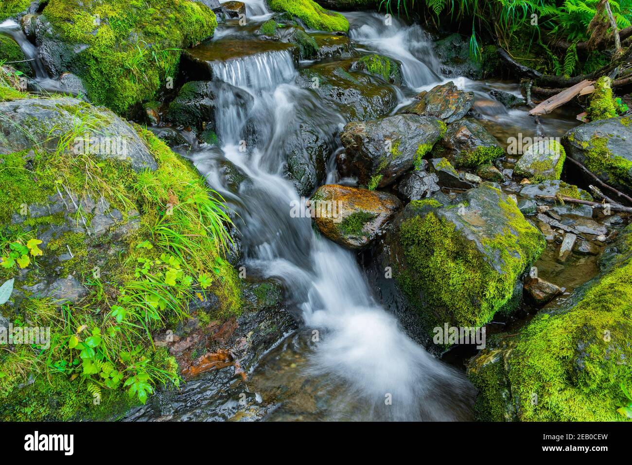 Water flowing among lush forest hi-res stock photography and images - Alamy
