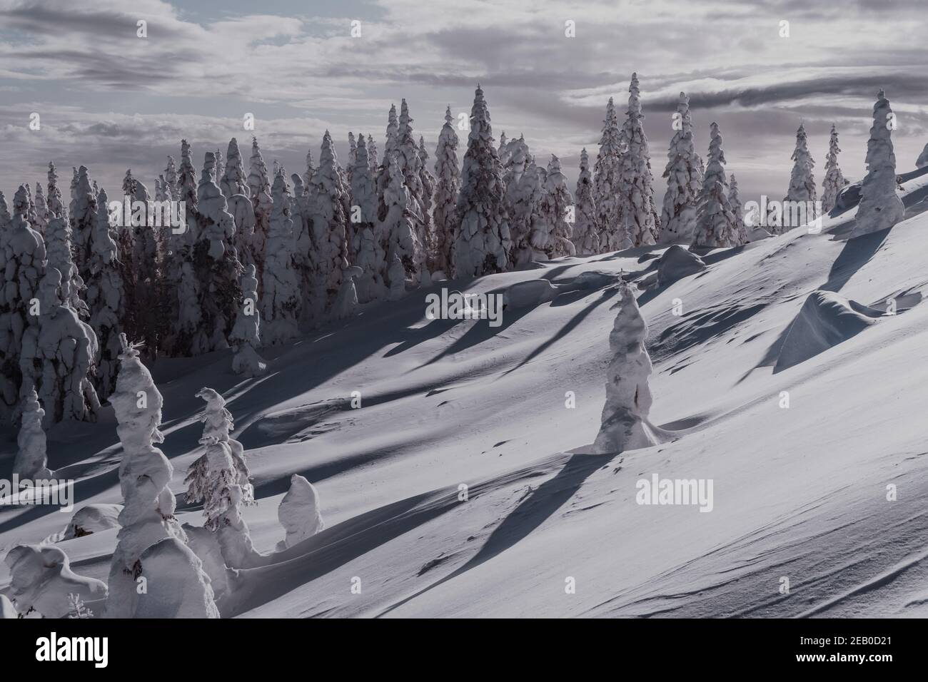 Slender tall spruce trees hi-res stock photography and images - Alamy
