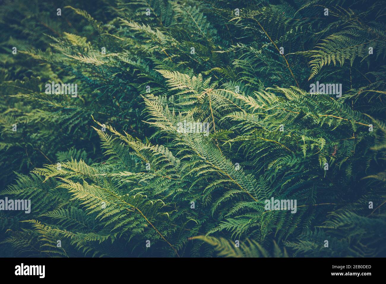 Thick tropical rainforest hi-res stock photography and images - Alamy