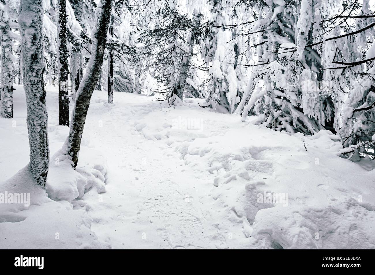 Narrow path in amazing forest hi-res stock photography and images - Alamy