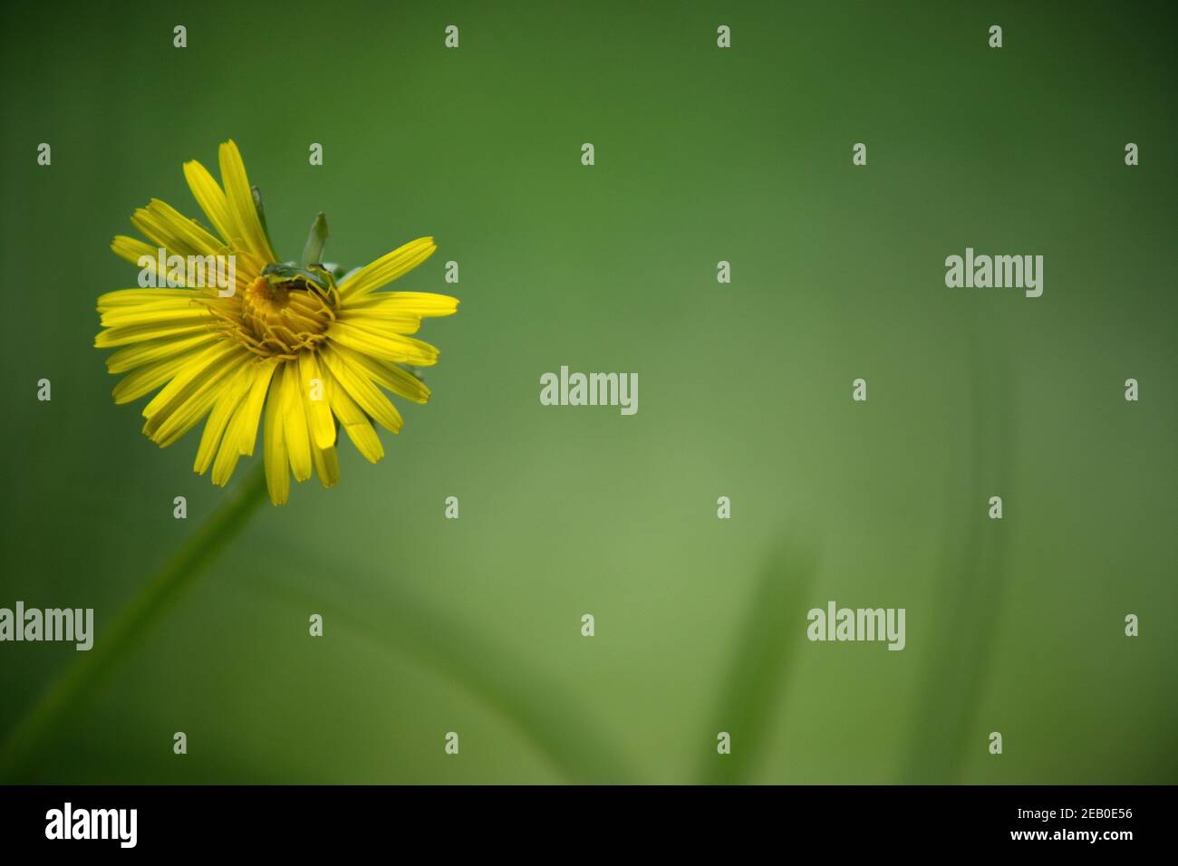 Yellow dandelion flower on smooth green blurred background Stock Photo