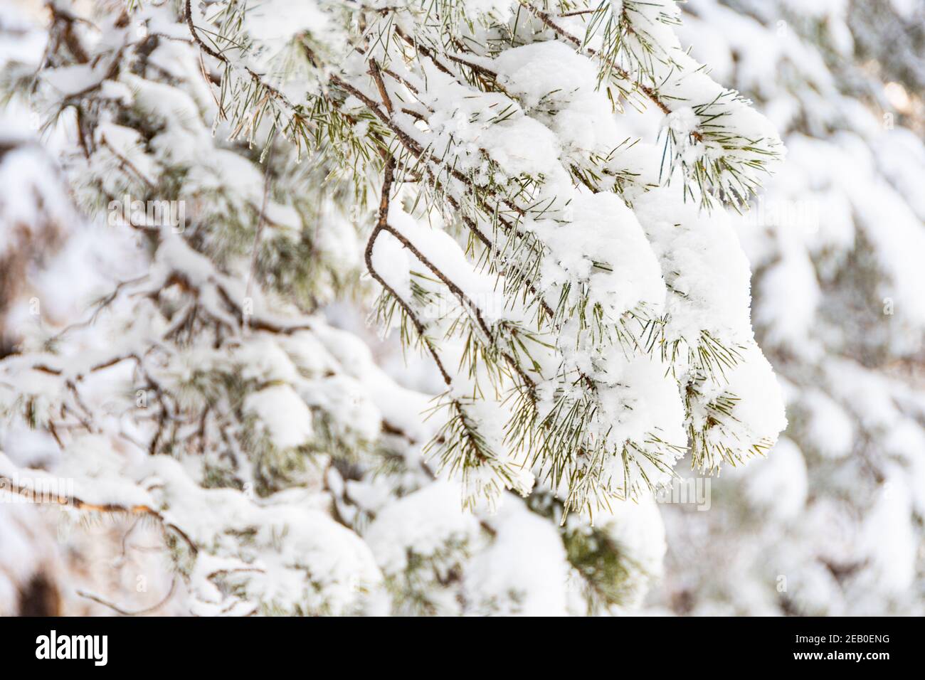 Thick pine branches with fluffy snow on branches. Winter forest in ...