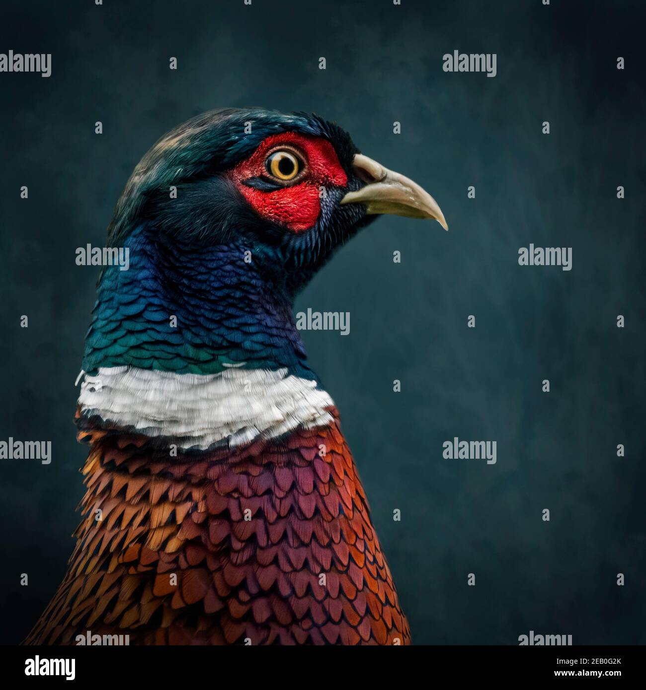 Ring Necked Pheasant portrait with textured background Stock Photo
