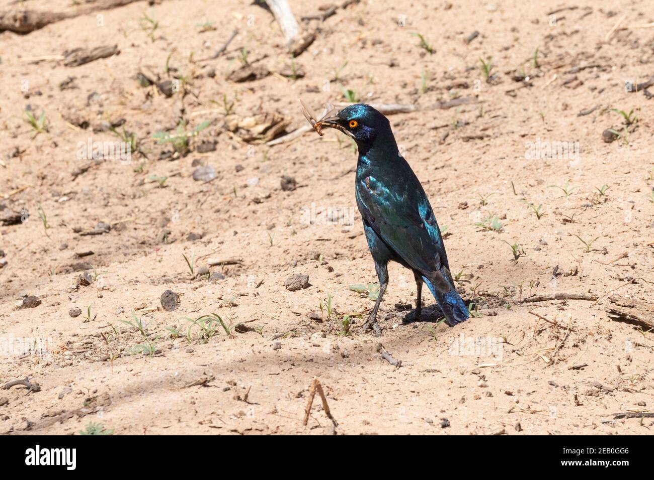Cape Glossy Starling (Lamprotornis nitens) aka Red-shouldered Glossy Starling  foraging with insect prey, Kgalagadi Transfrontier Park, South Africa Stock Photo