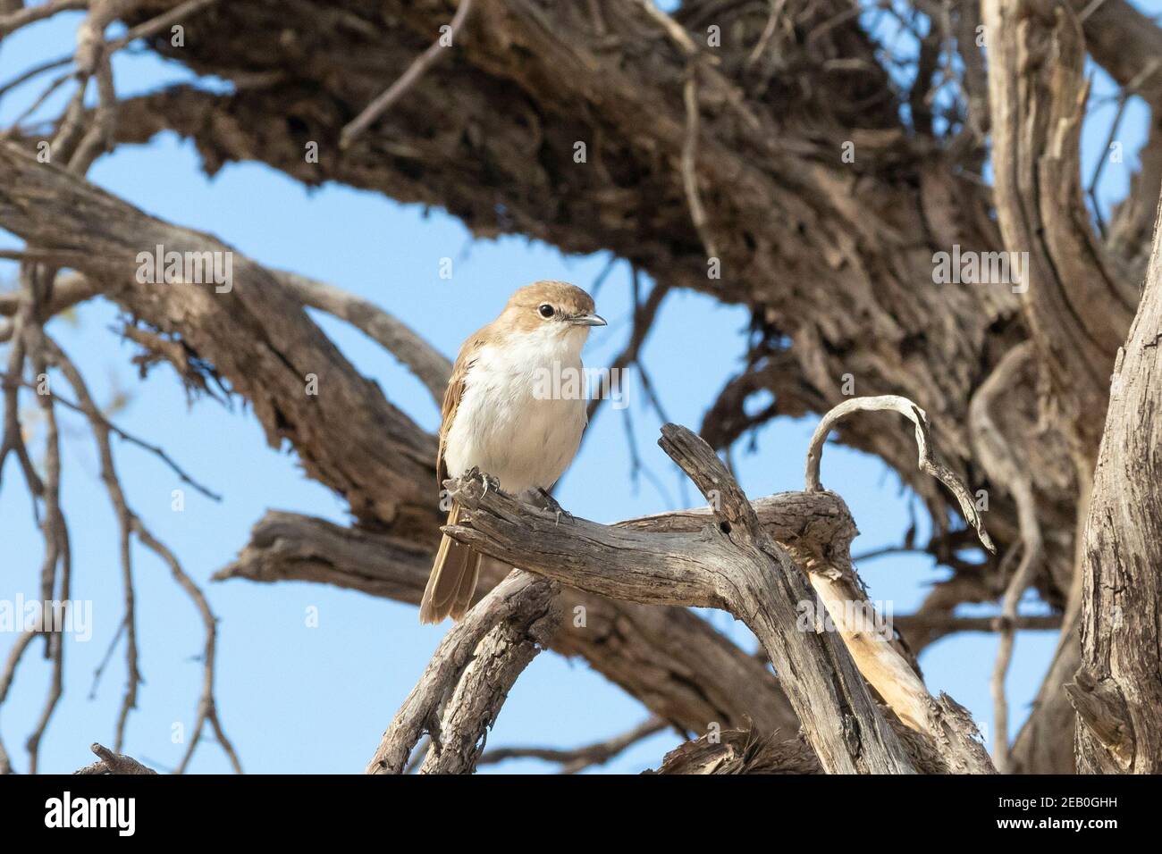Marico Flycatcher (Bradornis mariquensis acaciae),  Kgalagadi Transfrontier Park, Kalahari, Northern Cape, South Africa Stock Photo