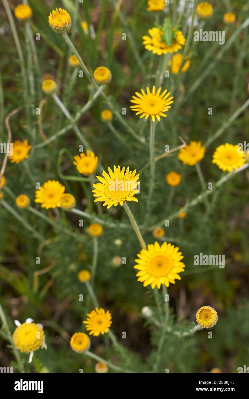 Anthemis tinctoria  yellow flowers Stock Photo