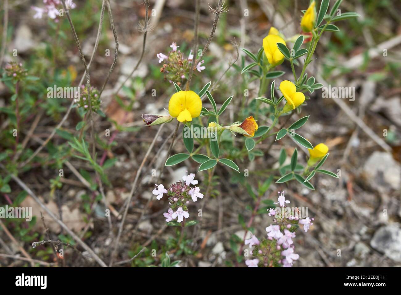 Argyrolobium zanonii yellow and orange flowers Stock Photo