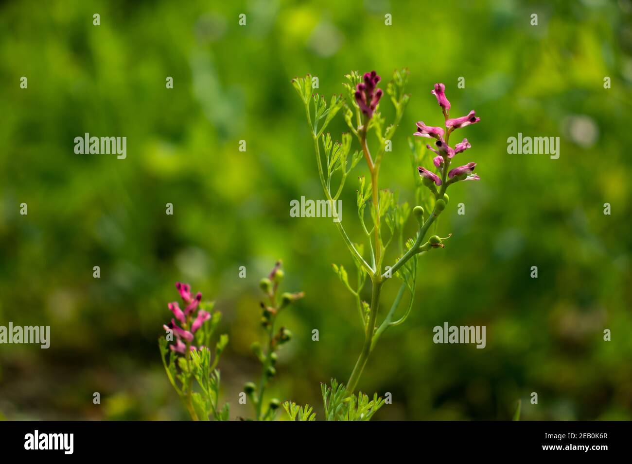 A scrambling annual plant in the poppy family Papaveraceae with purple and white or Fumaria officinalis Stock Photo