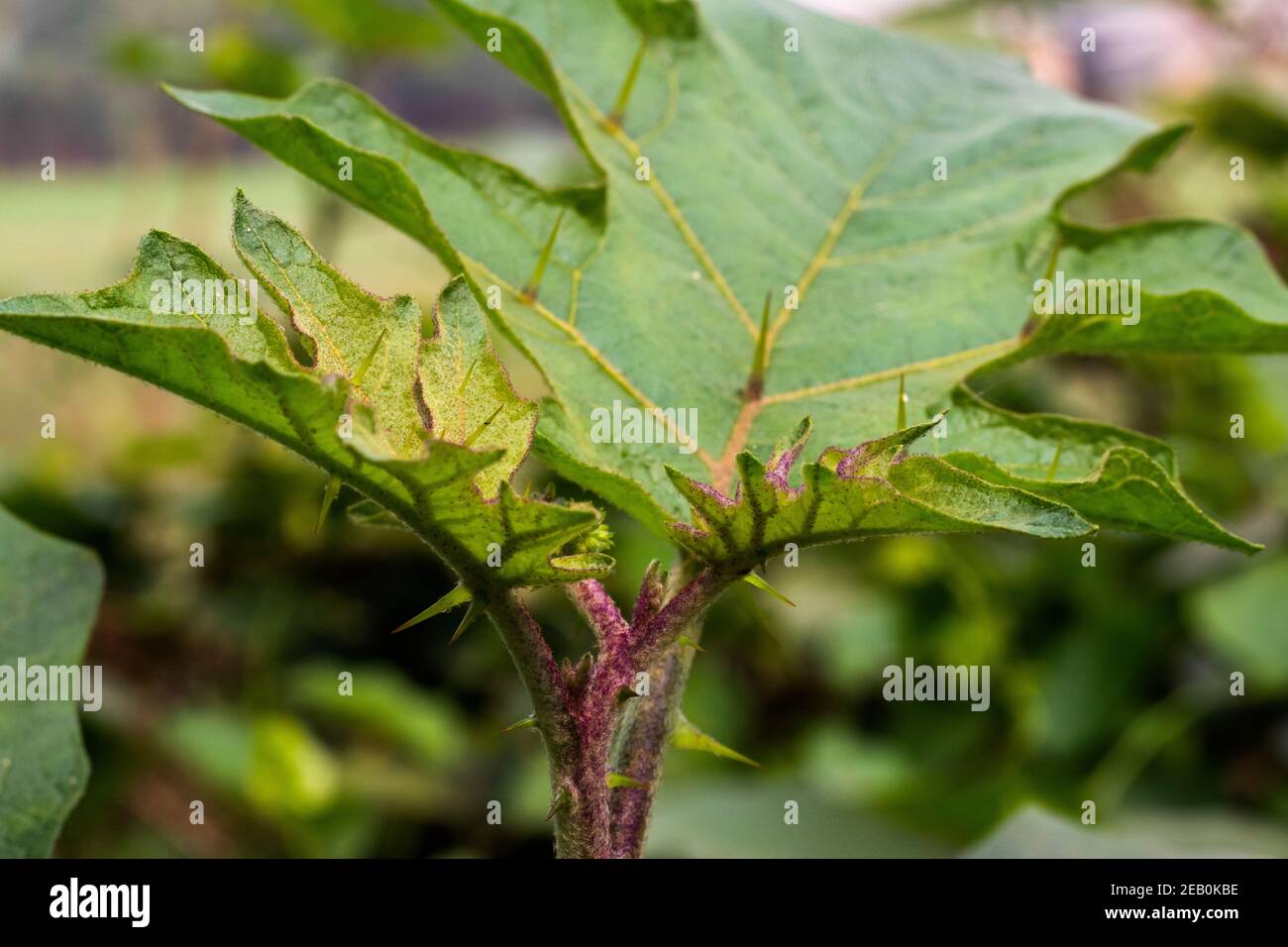 Solanum carolinense, white wild thorn tree or Horse Nettle or Carolina horse-nettle from Solanaceae Stock Photo