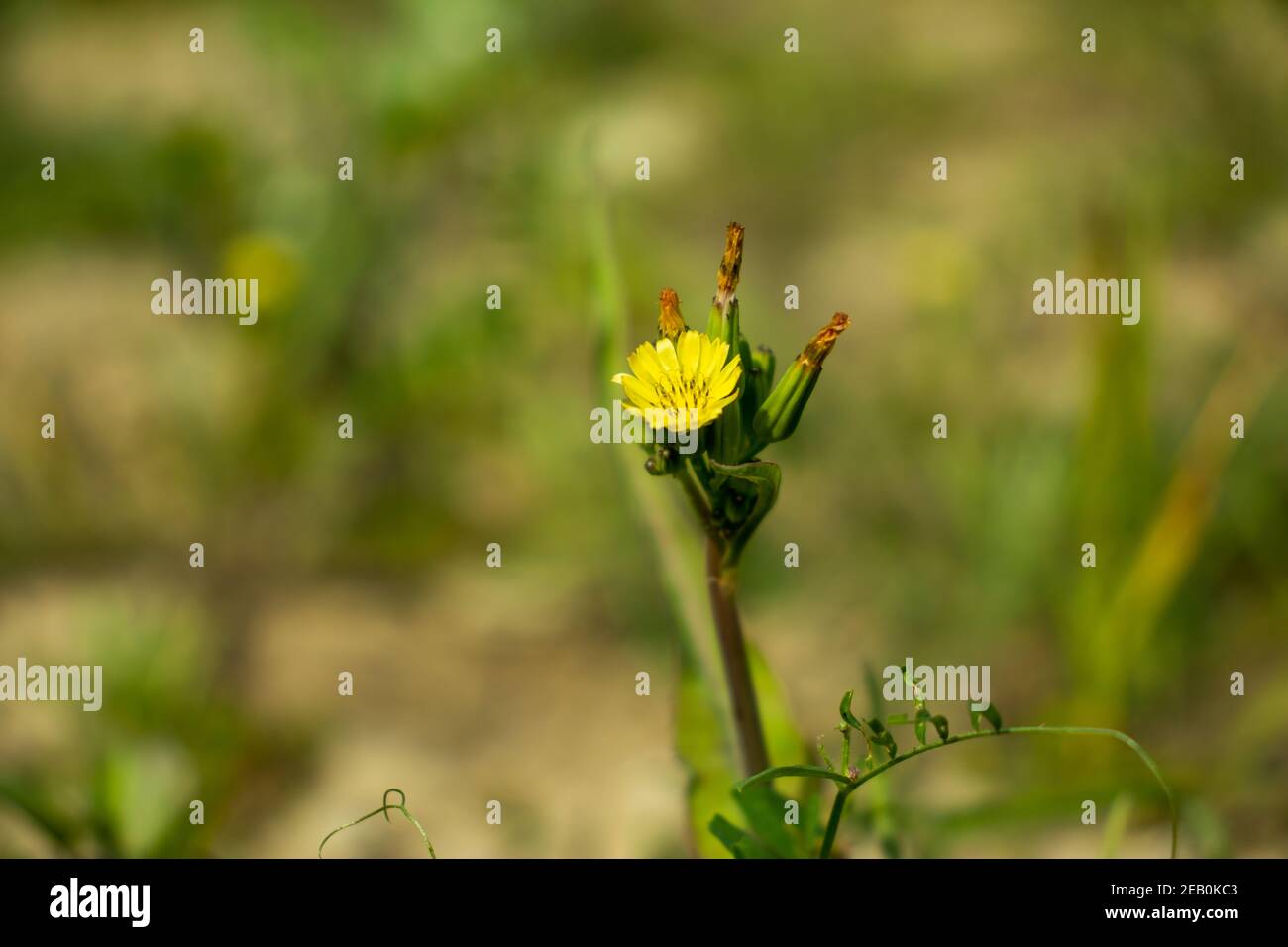 Small-flower hawk's-beard r closeup shot of blooming yellow Carolina desert-chicory flowers with greenery bg Stock Photo