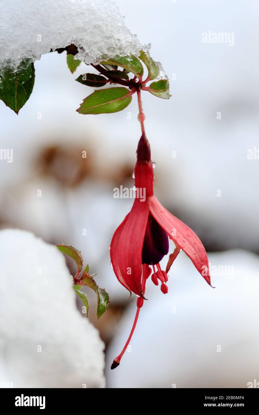 Found this Fuchsia in the garden after a snowfall. Beautiful contrast between colour of flower and snow. Stock Photo