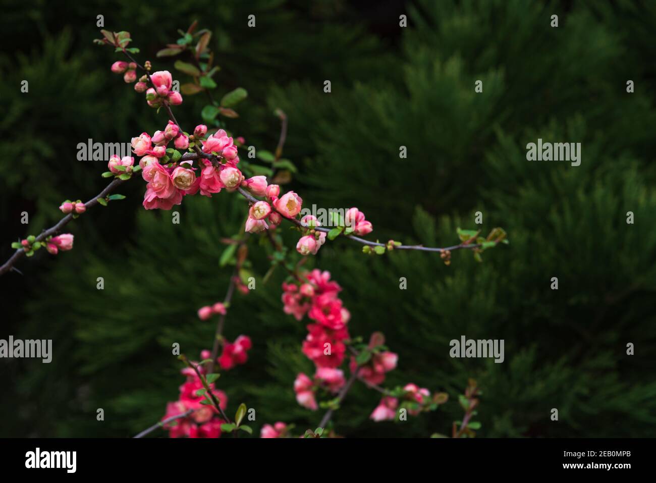 Japanese quince (Chaenomeles) bush blossoming with red flowers. Nature background. Gardening concept Stock Photo
