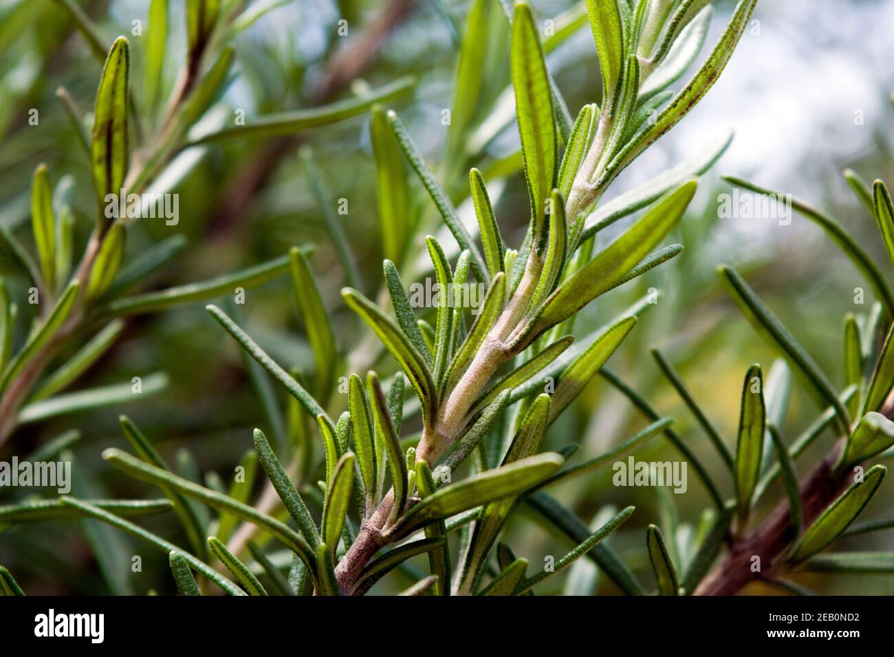 Salvia rosmarinus is a shrub with fragrant, evergreen, needlelike