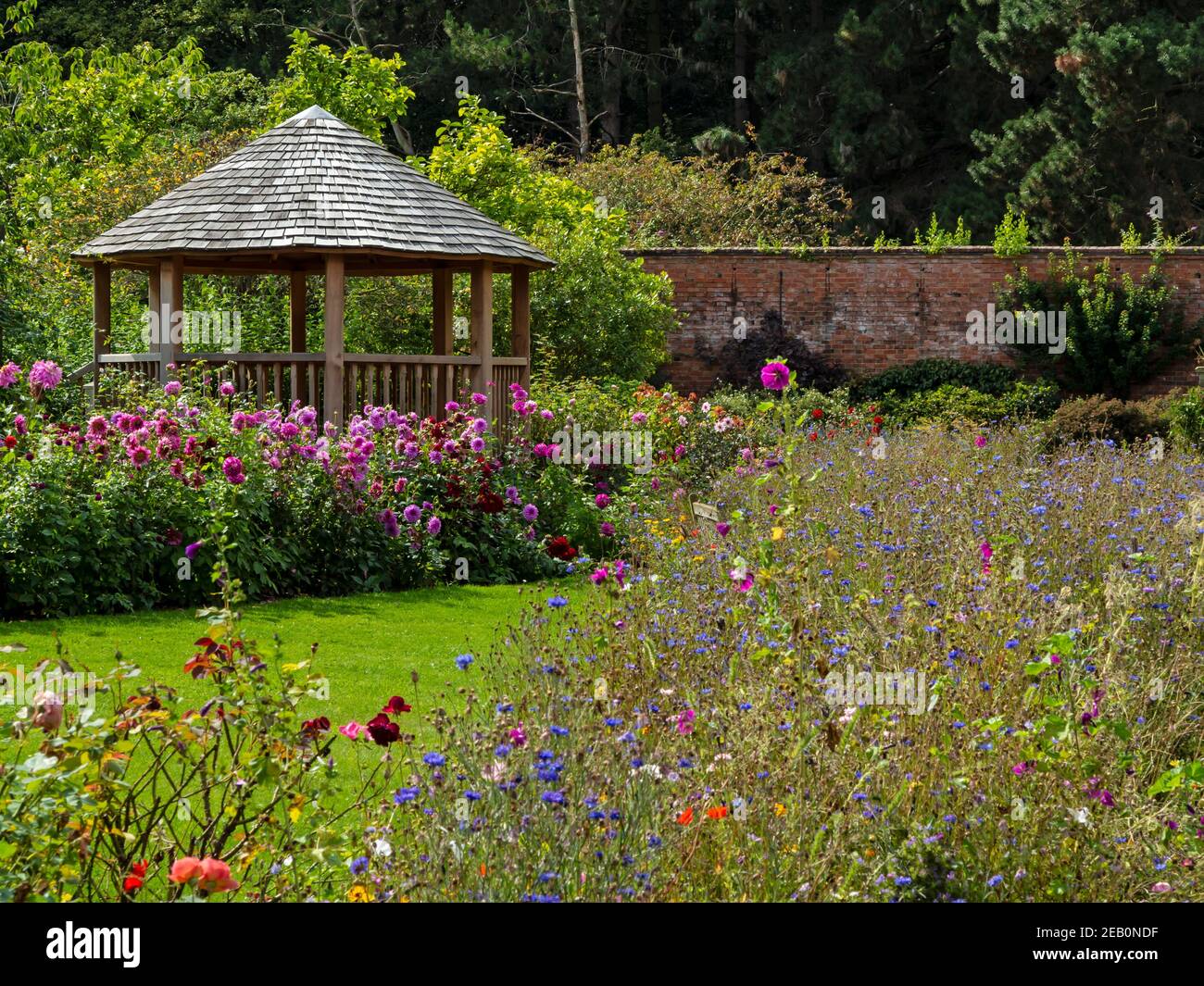 Old english roses hi-res stock photography and images - Alamy