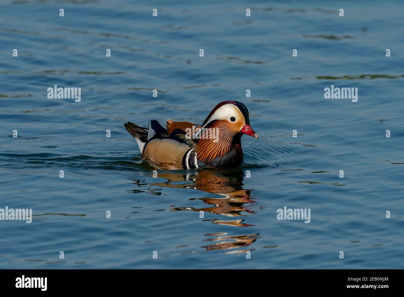 Mandarin Duck on the lake Stock Photo