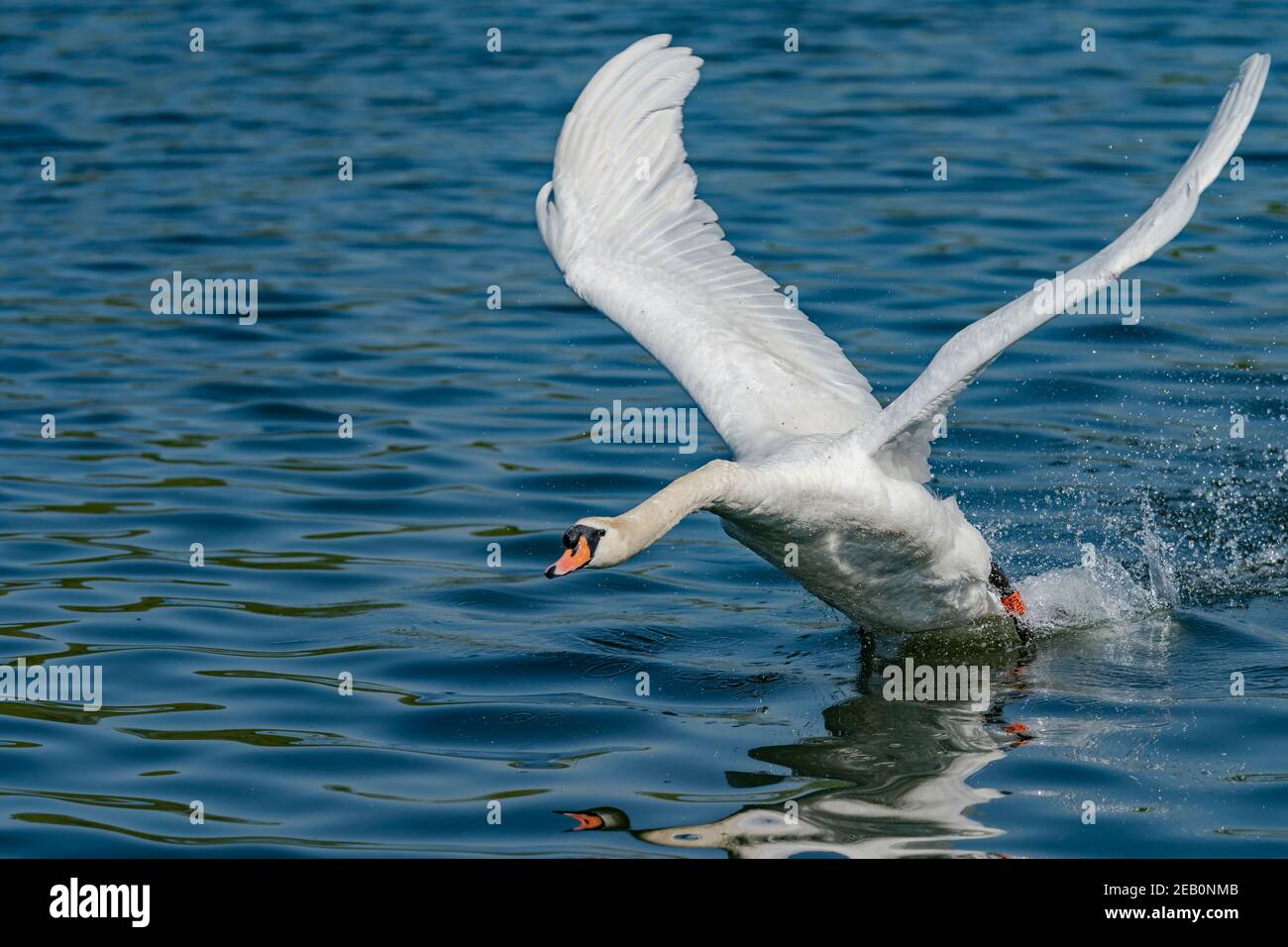 Swan Taking off on a lake Stock Photo