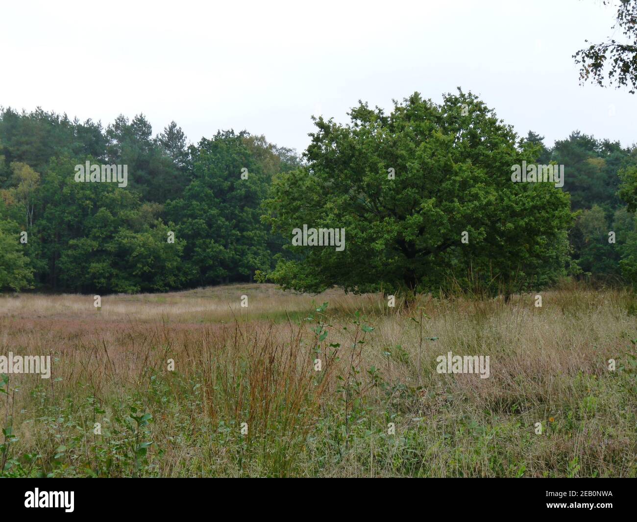 Grassfield High Resolution Stock Photography And Images Alamy