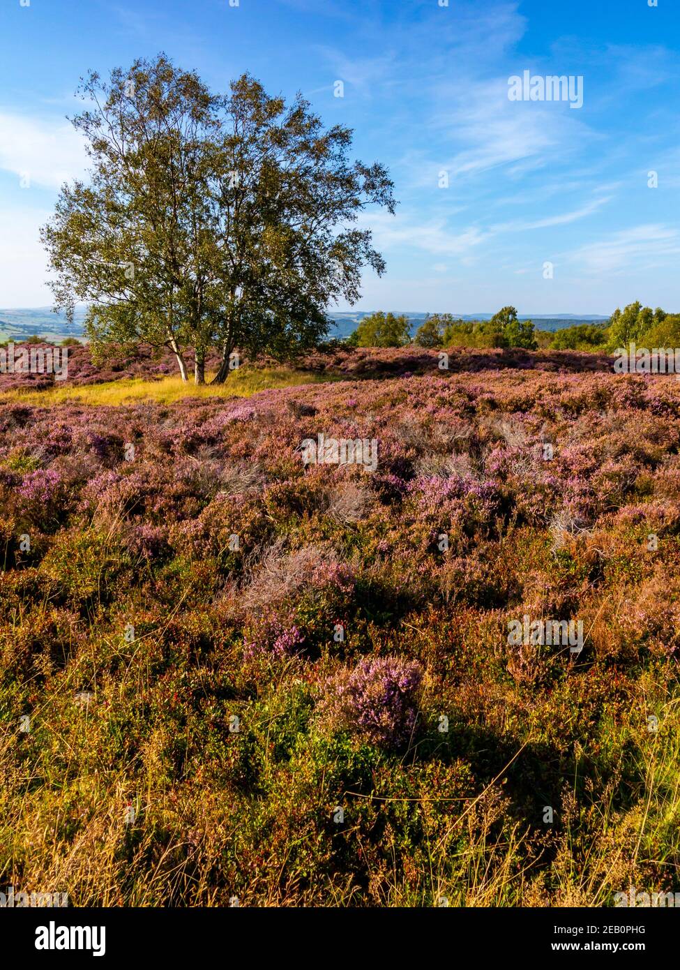 Trees and purple heather in late August on Stanton Moor near Bakewell in the Peak District National Park Derbyshire Dales England UK Stock Photo