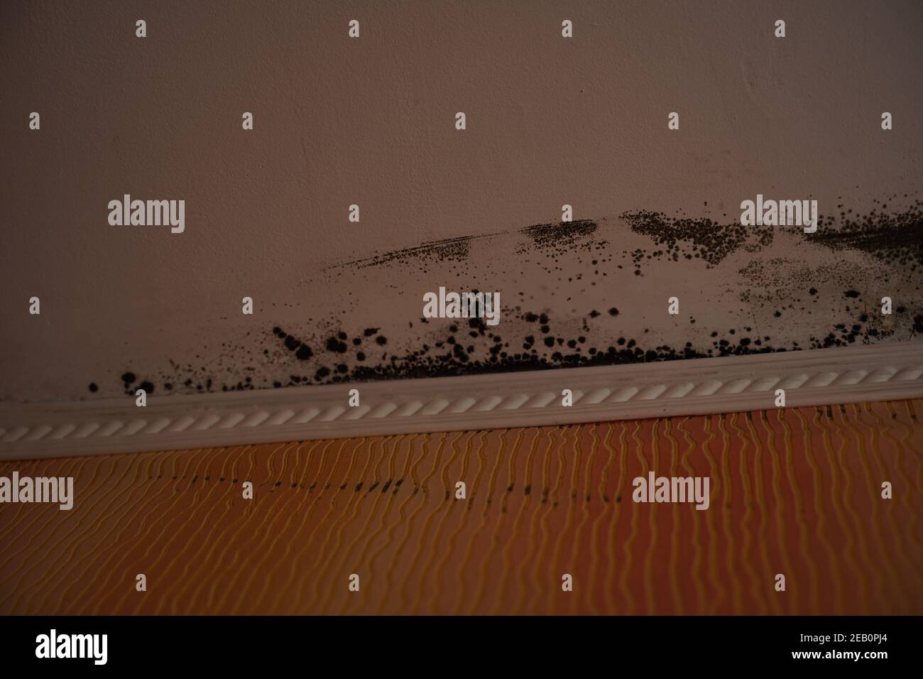 Close up of mold on white ceiling. Black fungus on ceiling and on wall under wallpaper. Concept