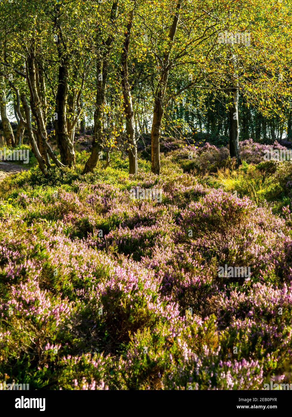 Trees and purple heather in late August on Stanton Moor near Bakewell in the Peak District National Park Derbyshire Dales England UK Stock Photo