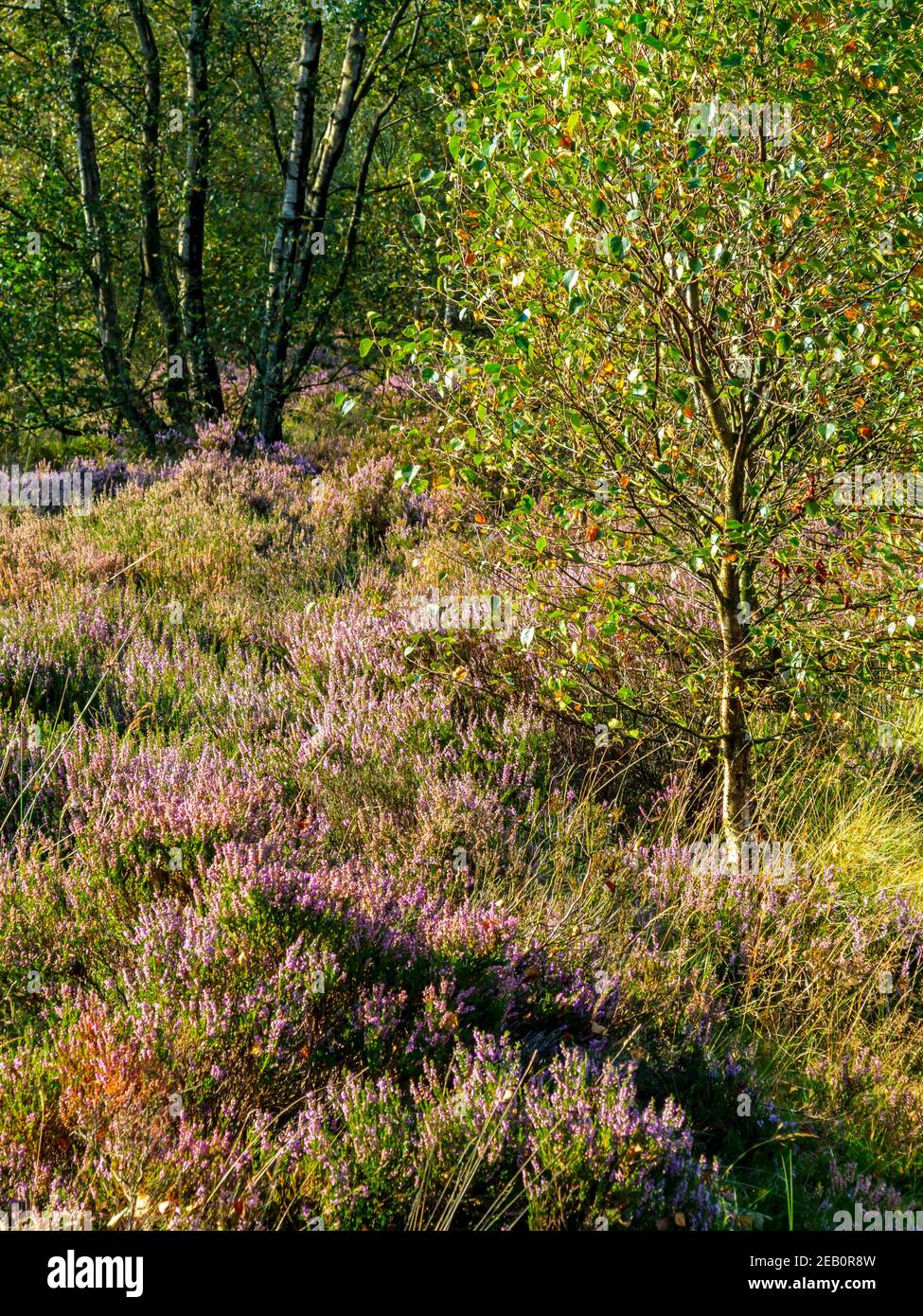 Heather and trees in late summer at Stone Edge an old lead smelting site at Spitewinter near Chesterfield in the Derbyshire Peak District England UK Stock Photo