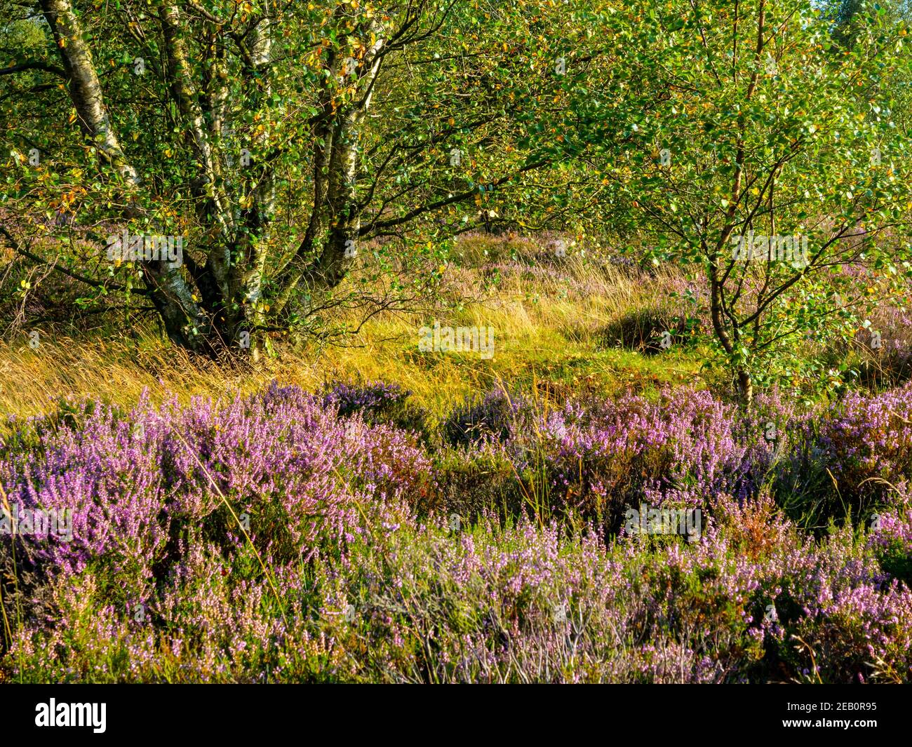 Heather and trees in late summer at Stone Edge an old lead smelting site at Spitewinter near Chesterfield in the Derbyshire Peak District England UK Stock Photo
