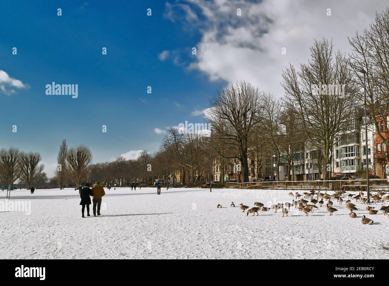 Heidelberg, Germany - February 2021: Lower Neckar river bank called 'Neckarwiese' with big meadow covered in snow, swan gooses and people taking walks Stock Photo