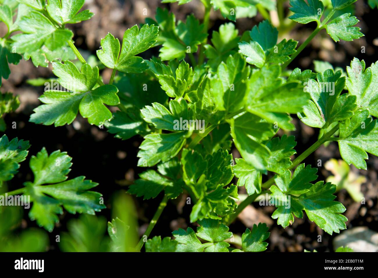 Young parsley bush growing in the garden. Parsley is a biennial plant with aromatic leaves that are either crinkly or flat and used as a culinary herb. Stock Photo