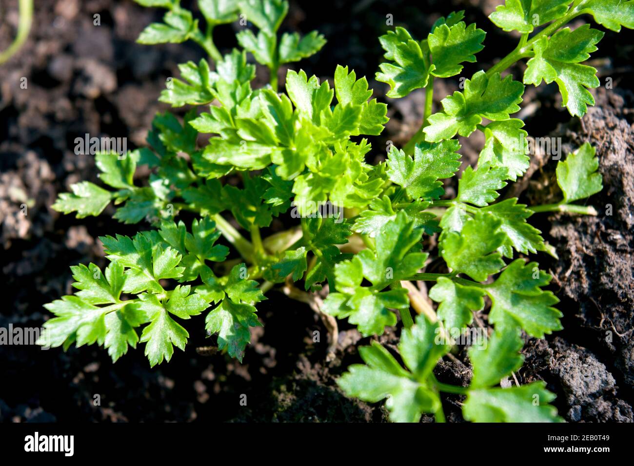 Young parsley bush growing in the garden. Parsley is a biennial plant
