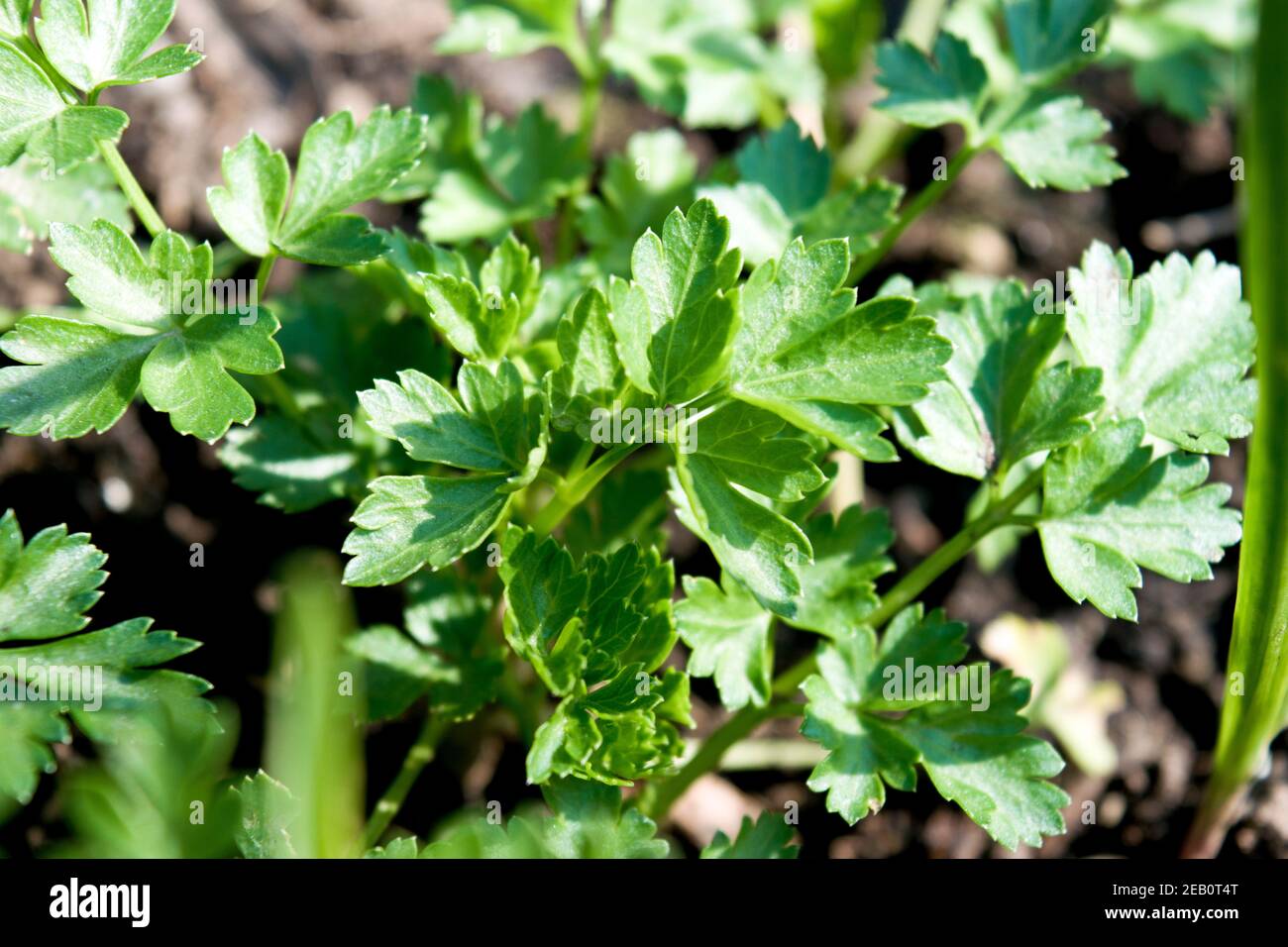 Young parsley bush growing in the garden. Parsley is a biennial plant with aromatic leaves that are either crinkly or flat and used as a culinary herb. Stock Photo