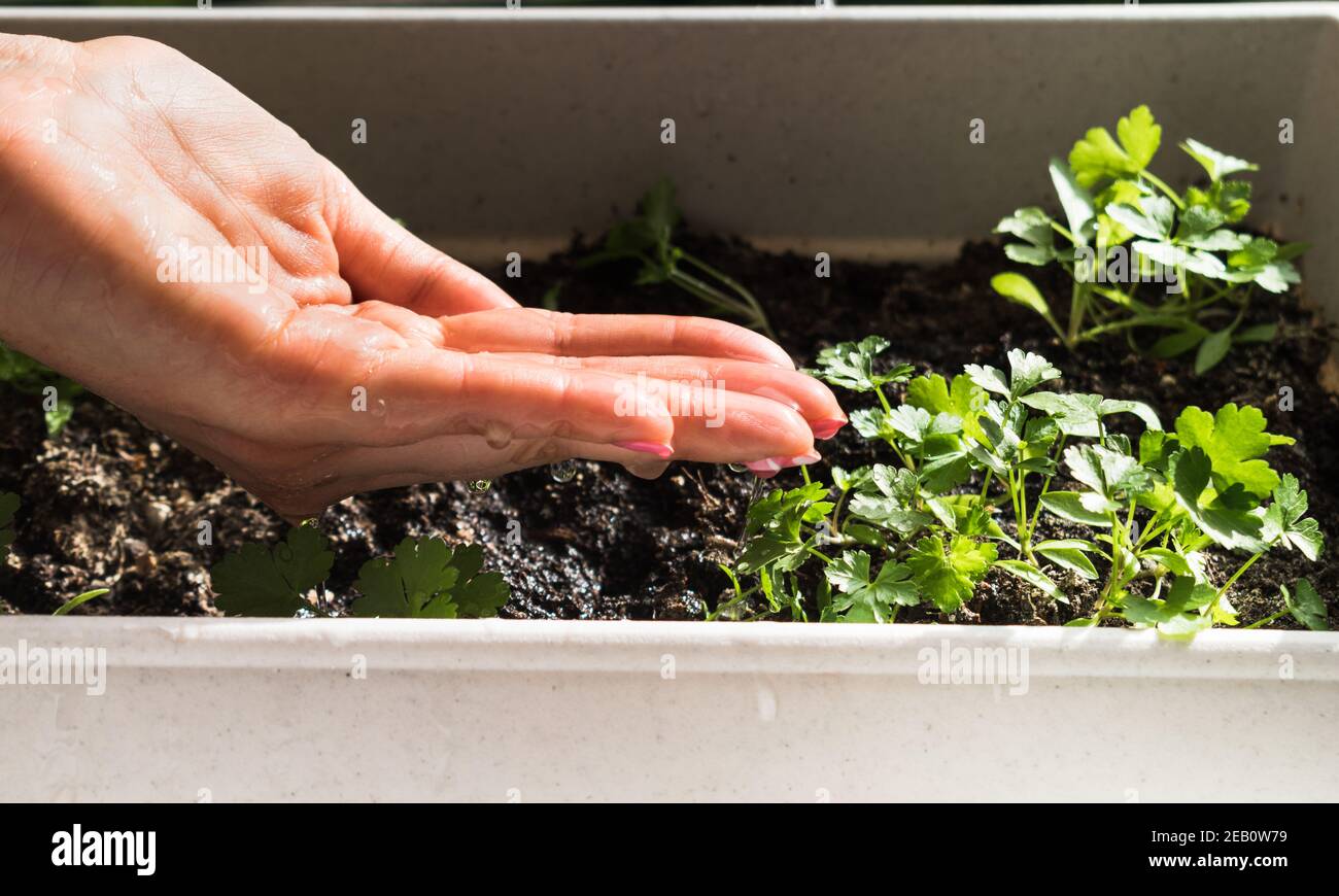 Woman's hand watering young plant of parsley for growing in germination sequence on fertile soil. Seed and planting concept. Stock Photo