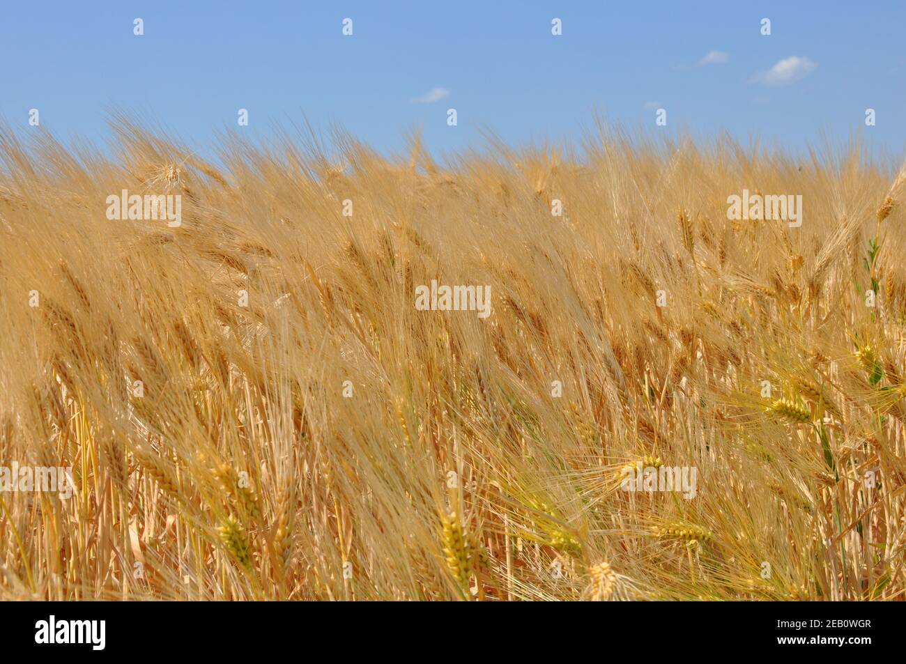 Front view of a golden field of wheat ears in the wind with blue sky ...