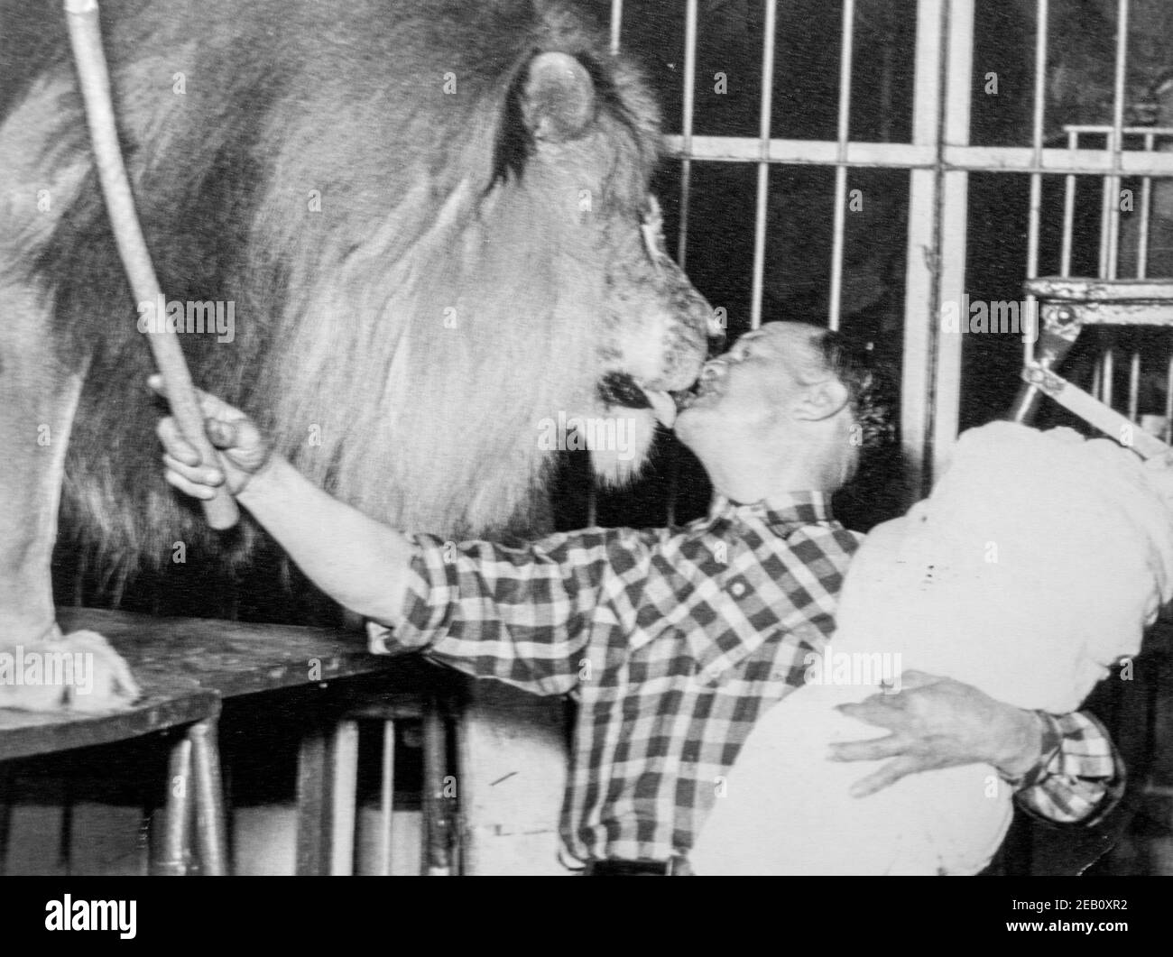 Black and white photograph from the 1950s showing lion tamer giving male lion kiss of death with baby on his arm, tradition among circus performers Stock Photo