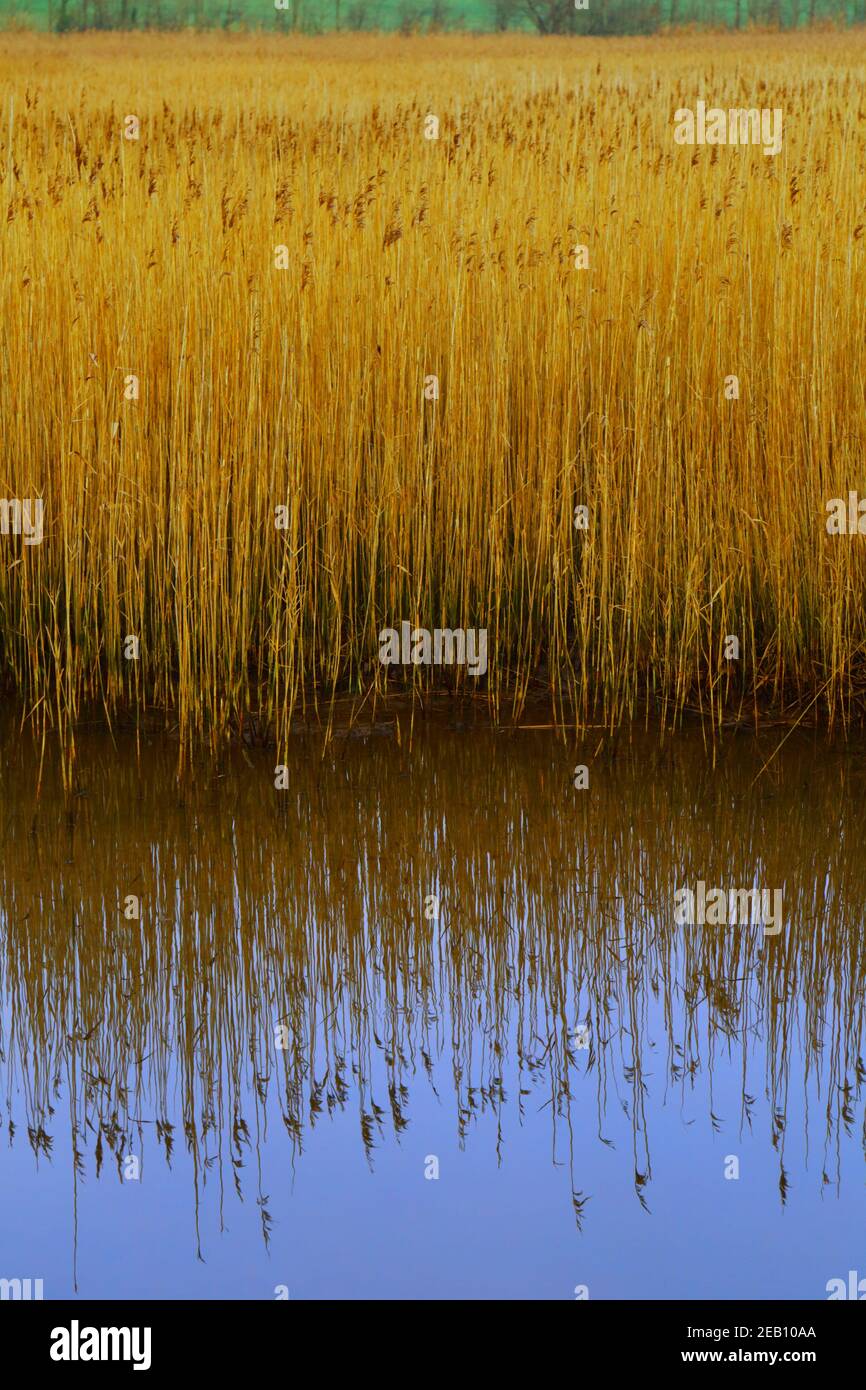 Marshland in Seaton Wetlands, Devon Stock Photo