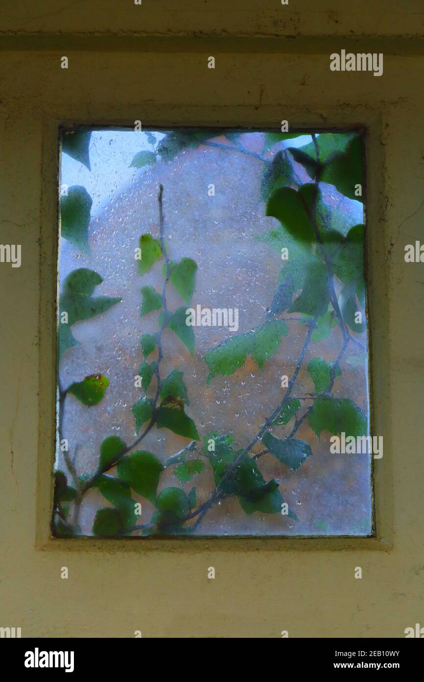 Window covered by ivy on a rainy Stock Photo